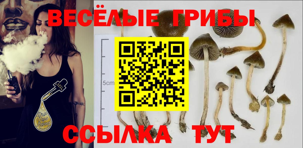 Псилоцибиновые грибы Cubensis Заринск